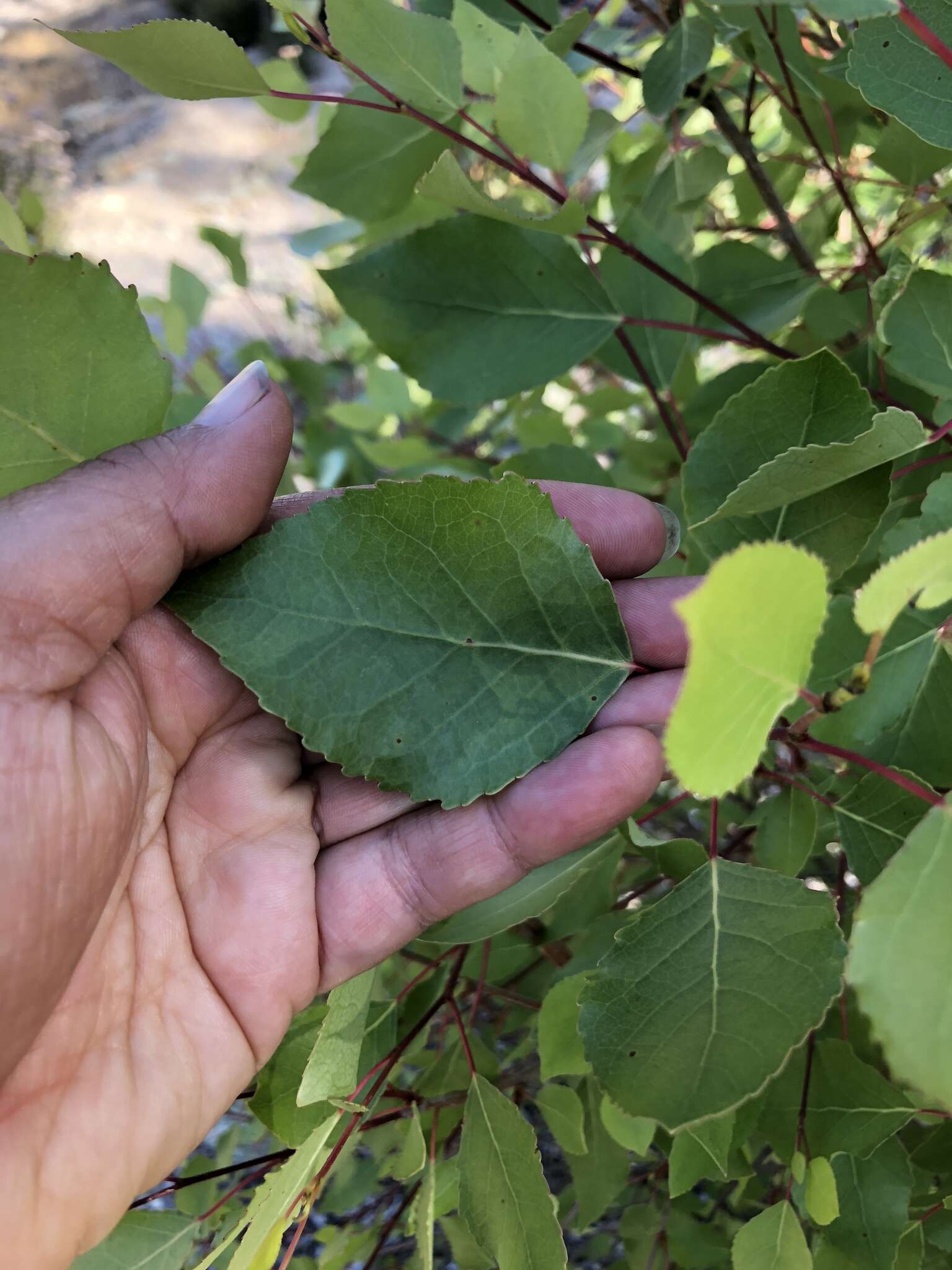 Image of Fremont cottonwood