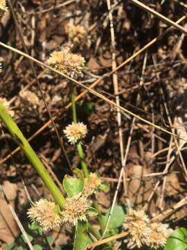 صورة Alternanthera ficoidea (L.) R. Br.