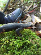 Image of Redbelly Newt