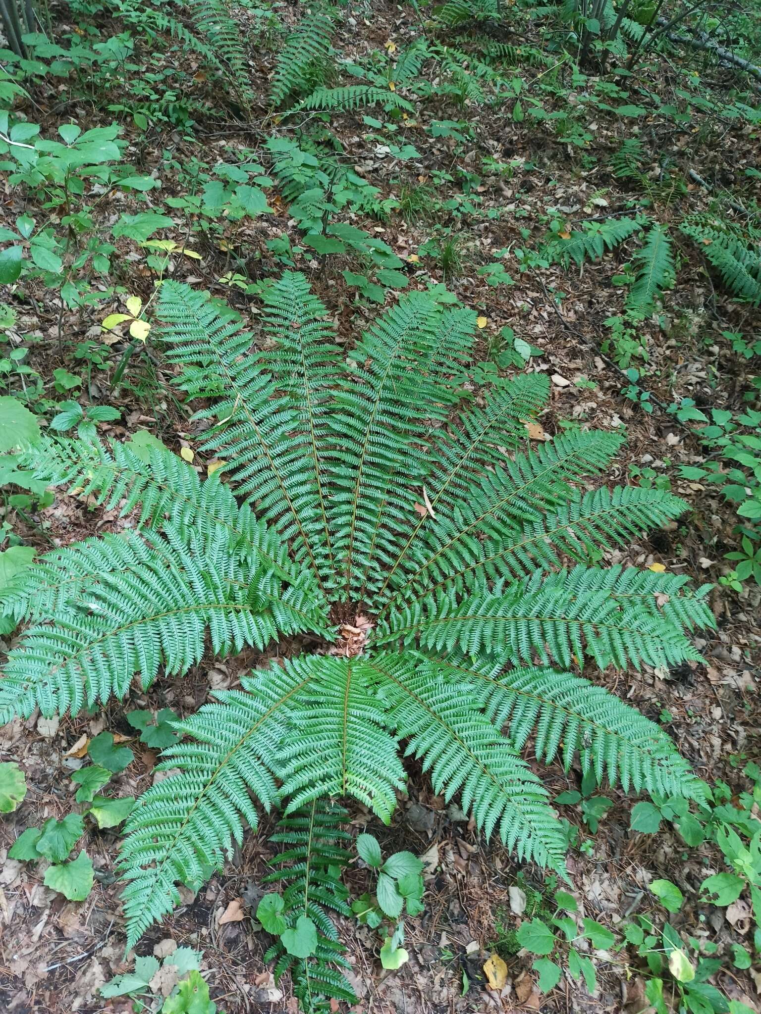 Image of Dryopteris crassirhizoma Nakai