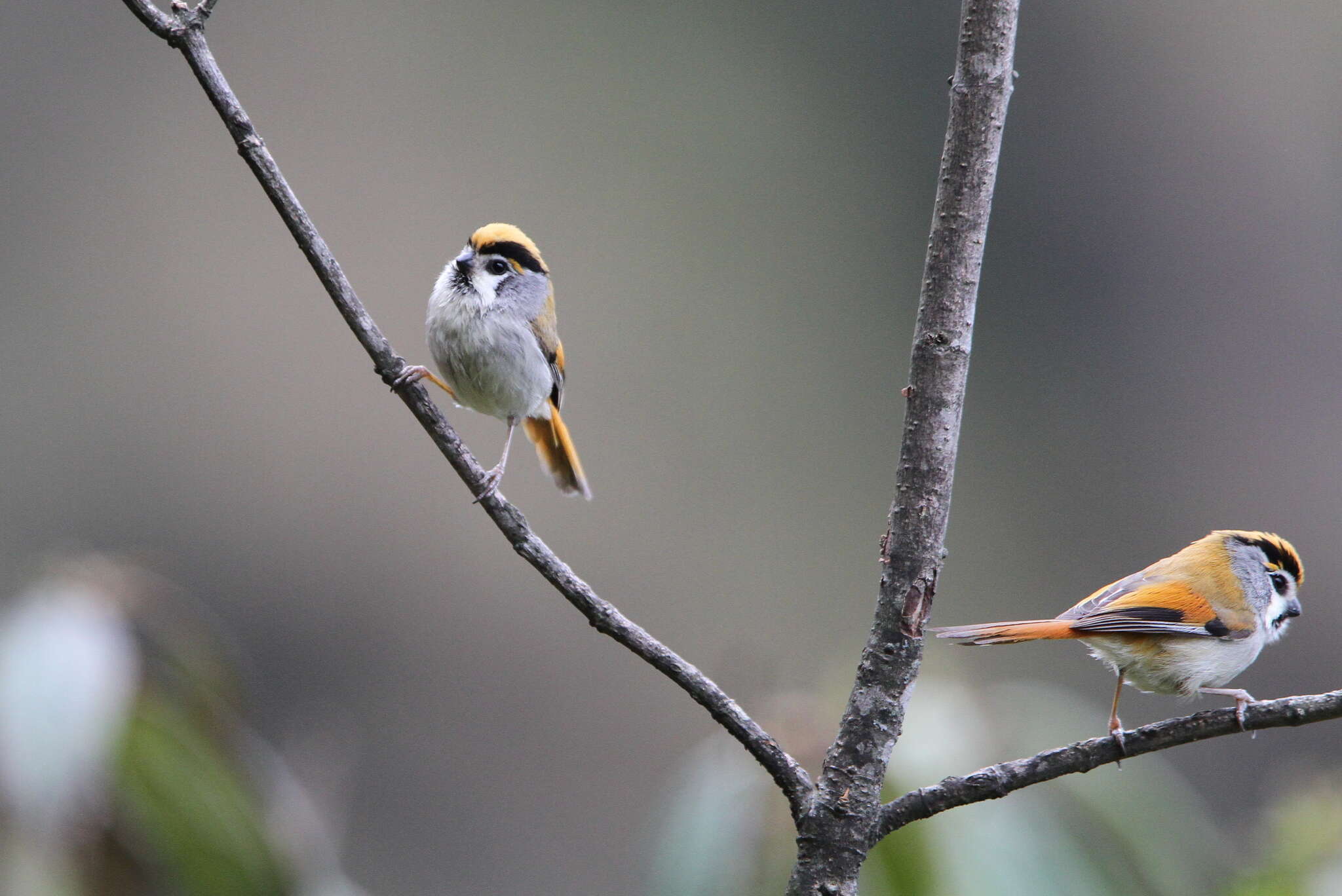 Image of Black-throated Parrotbill