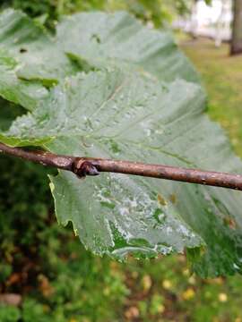 Image of Dutch elm