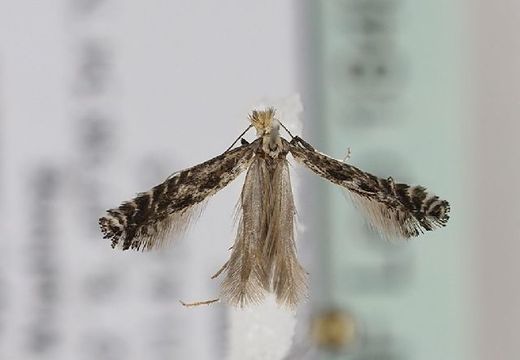 Image of <i>Parornix torquillella</i> (Zeller 1850)