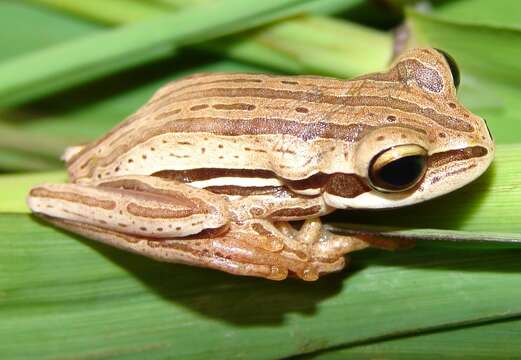 Image of Boana polytaenia (Cope 1870)