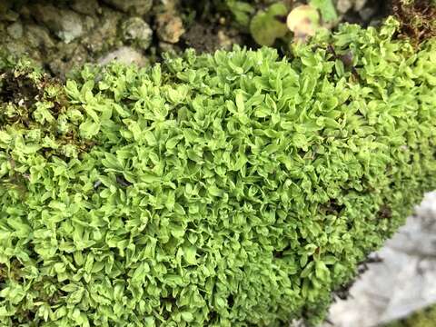 Image of spiral extinguisher-moss