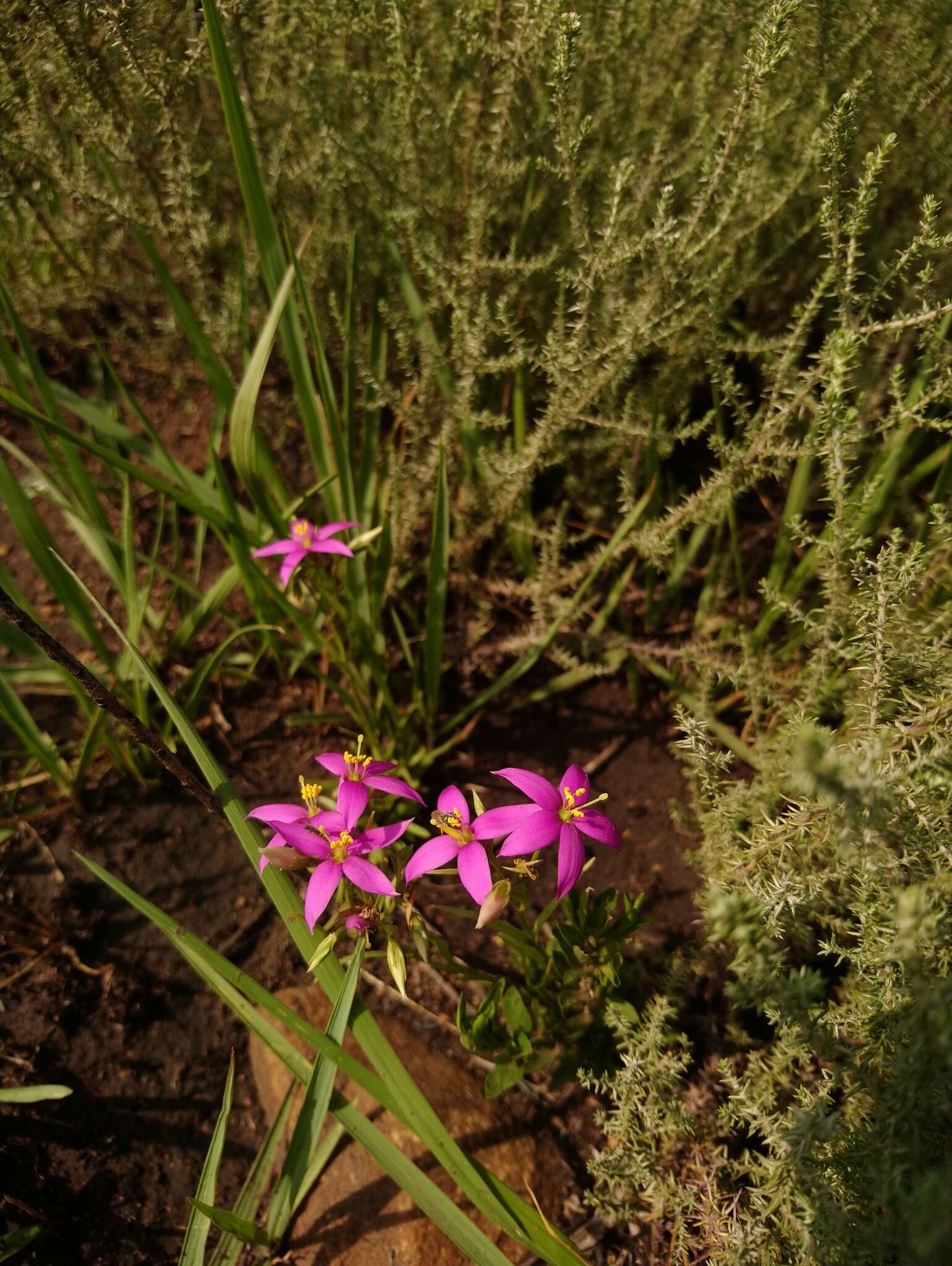 Image of Pink star