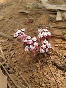 Image de Euphorbia radians Benth.