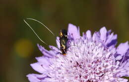 Слика од Nemophora raddaella Hübner 1793