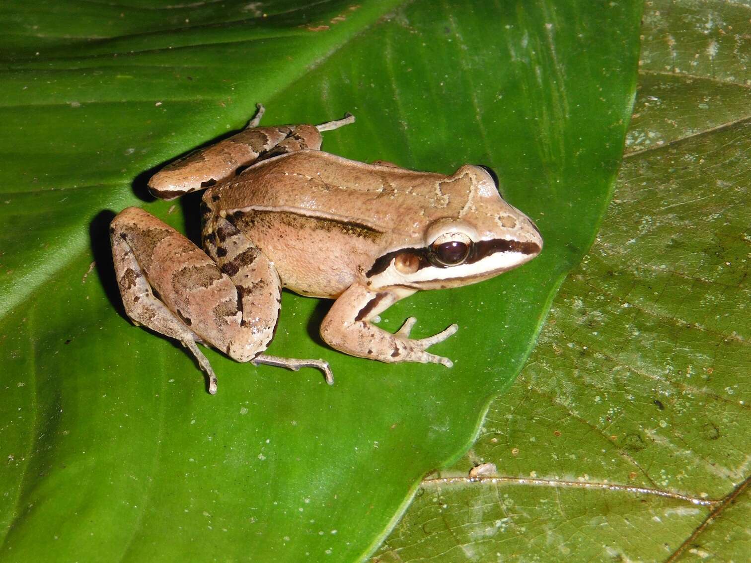 Image of Leptodactylus didymus Heyer, García-Lopez & Cardoso 1996