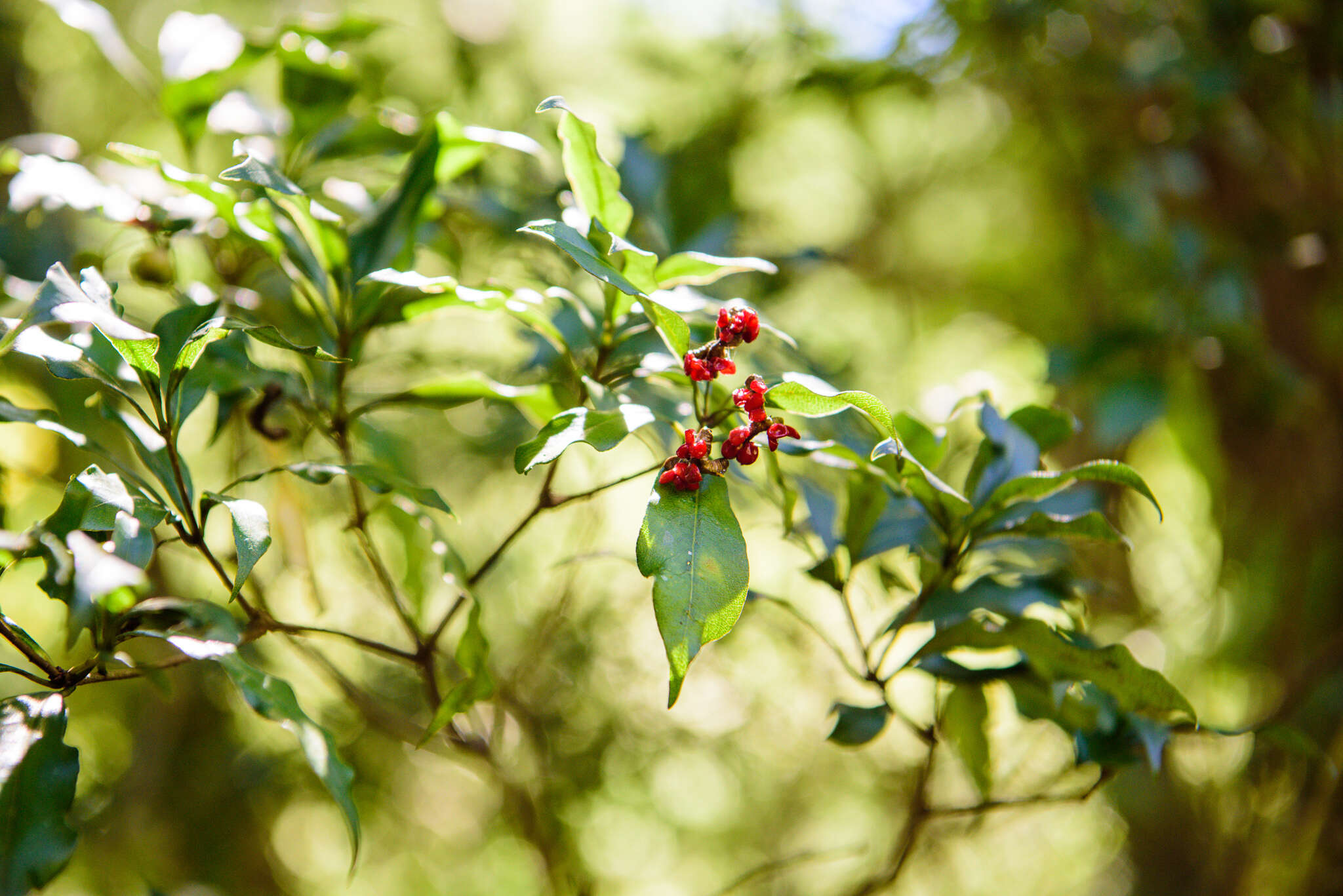 Sivun Pittosporum illicioides Makino kuva