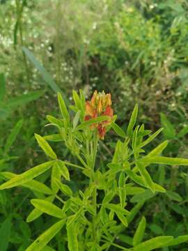 Plancia ëd Crotalaria goreensis Guill. & Perr.