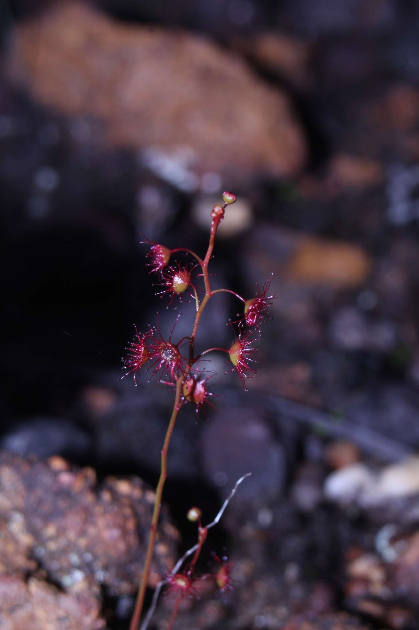 Image of Drosera microphylla Endl.