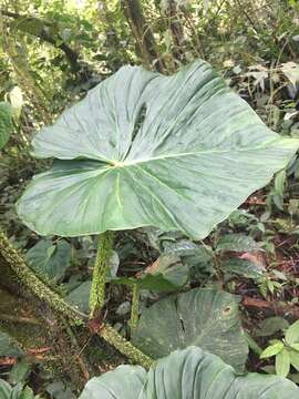 Image of Philodendron fibrosum Sodiro ex Croat