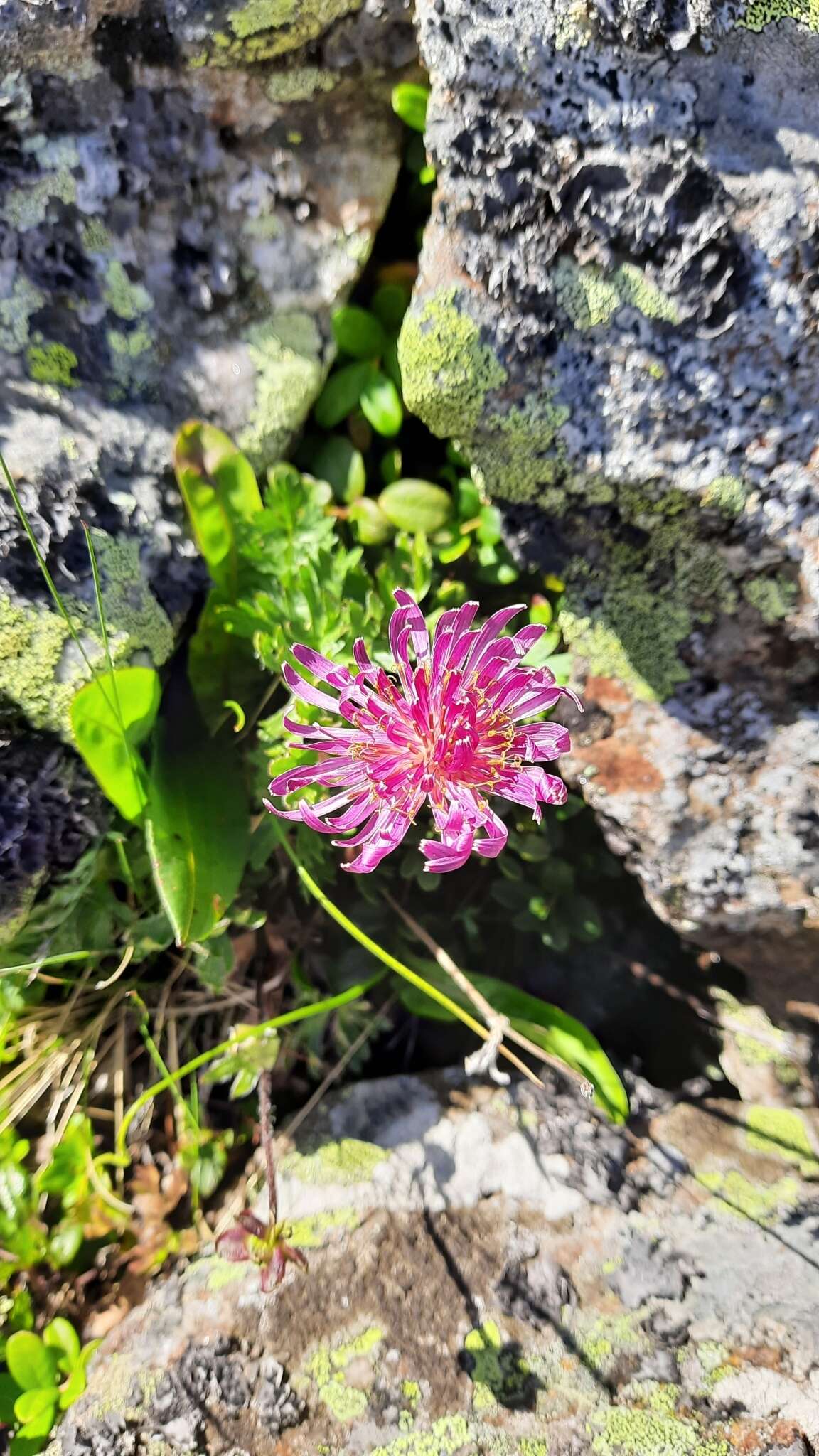 Sivun Taraxacum porphyranthum Boiss. kuva