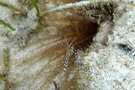 Image of Spotted cleaner shrimp