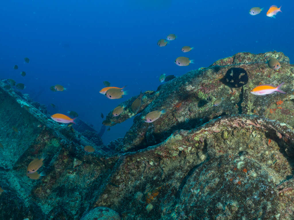 Image of Agile chromis