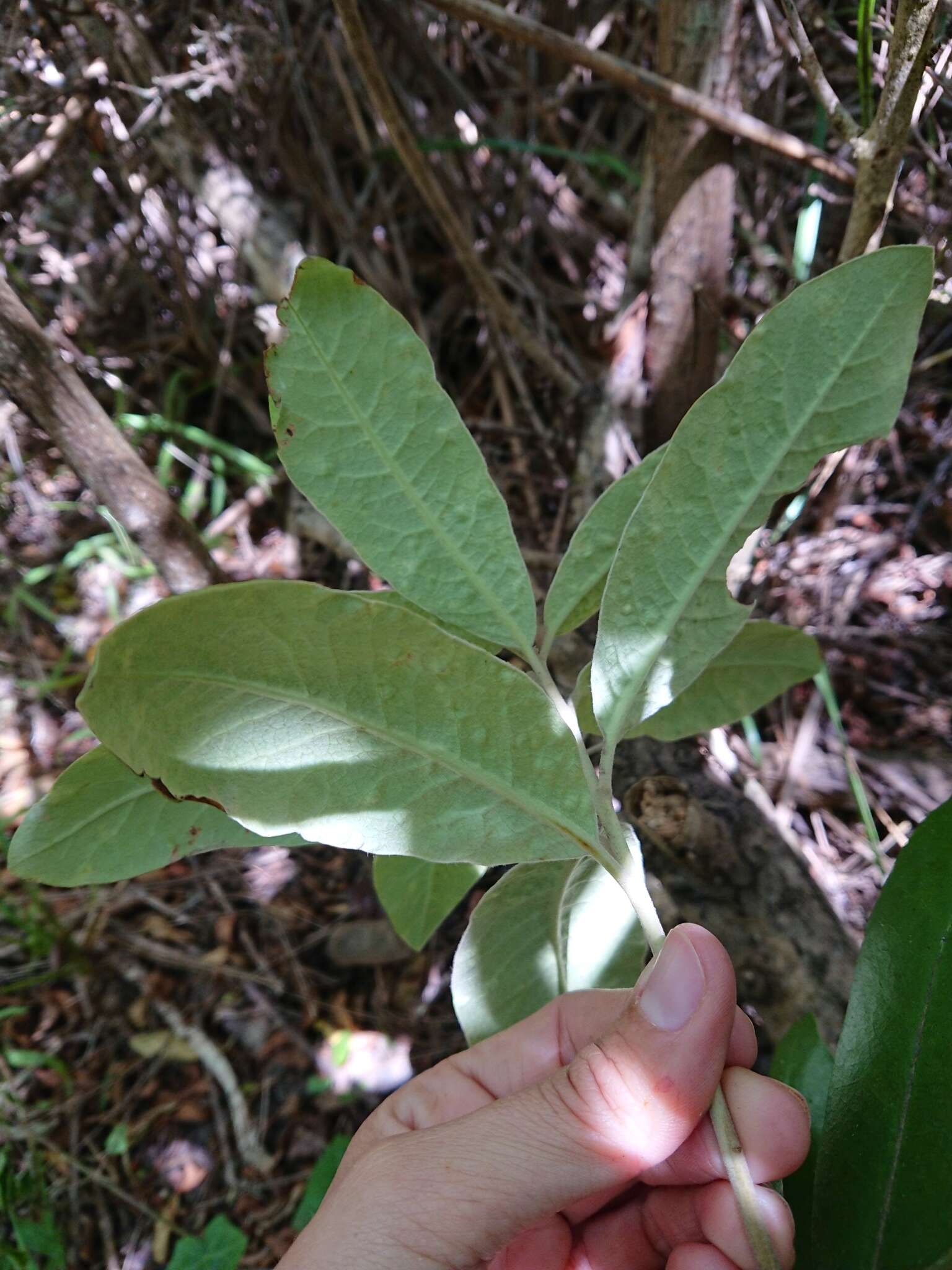 Pittosporum ralphii T. Kirk resmi