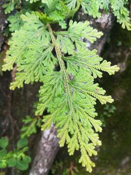 Selaginella harrisii Underw. & Hieron. resmi