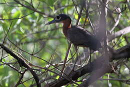 Image of White-backed Night Heron