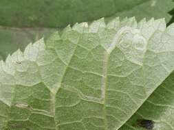 Image of Stigmella tiliae (Frey 1856) Beirne 1945