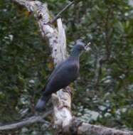 Image of Bolle's Laurel Pigeon