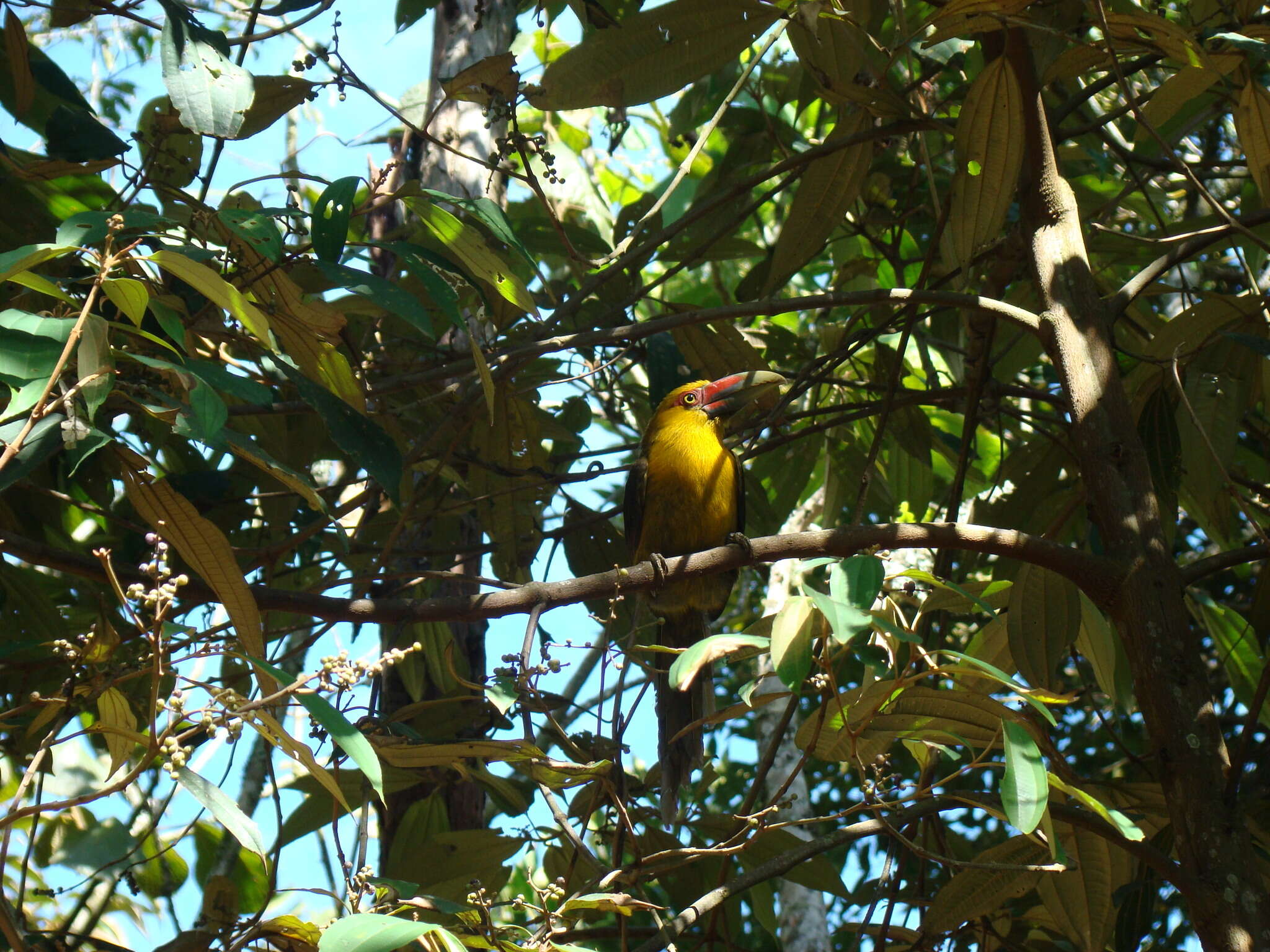 Image of Saffron Toucanet