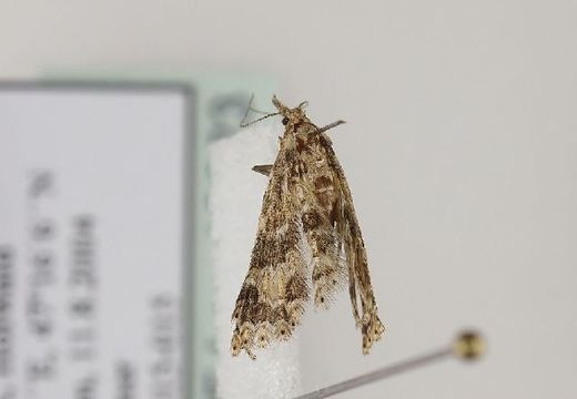 Image of <i>Pterotopteryx dodecadactyla</i> Hübner 1813