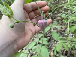 Plancia ëd Clematis vinacea Floden