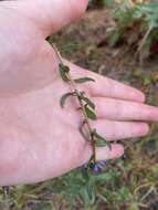 Image of largeflower aster