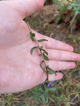 Image de Symphyotrichum grandiflorum (L.) G. L. Nesom