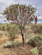 Sivun Acacia oswaldii F. Muell. kuva