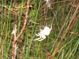 Image of Pararaneus cyrtoscapus (Pocock 1898)