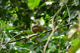 Image of Thomas's rope squirrel