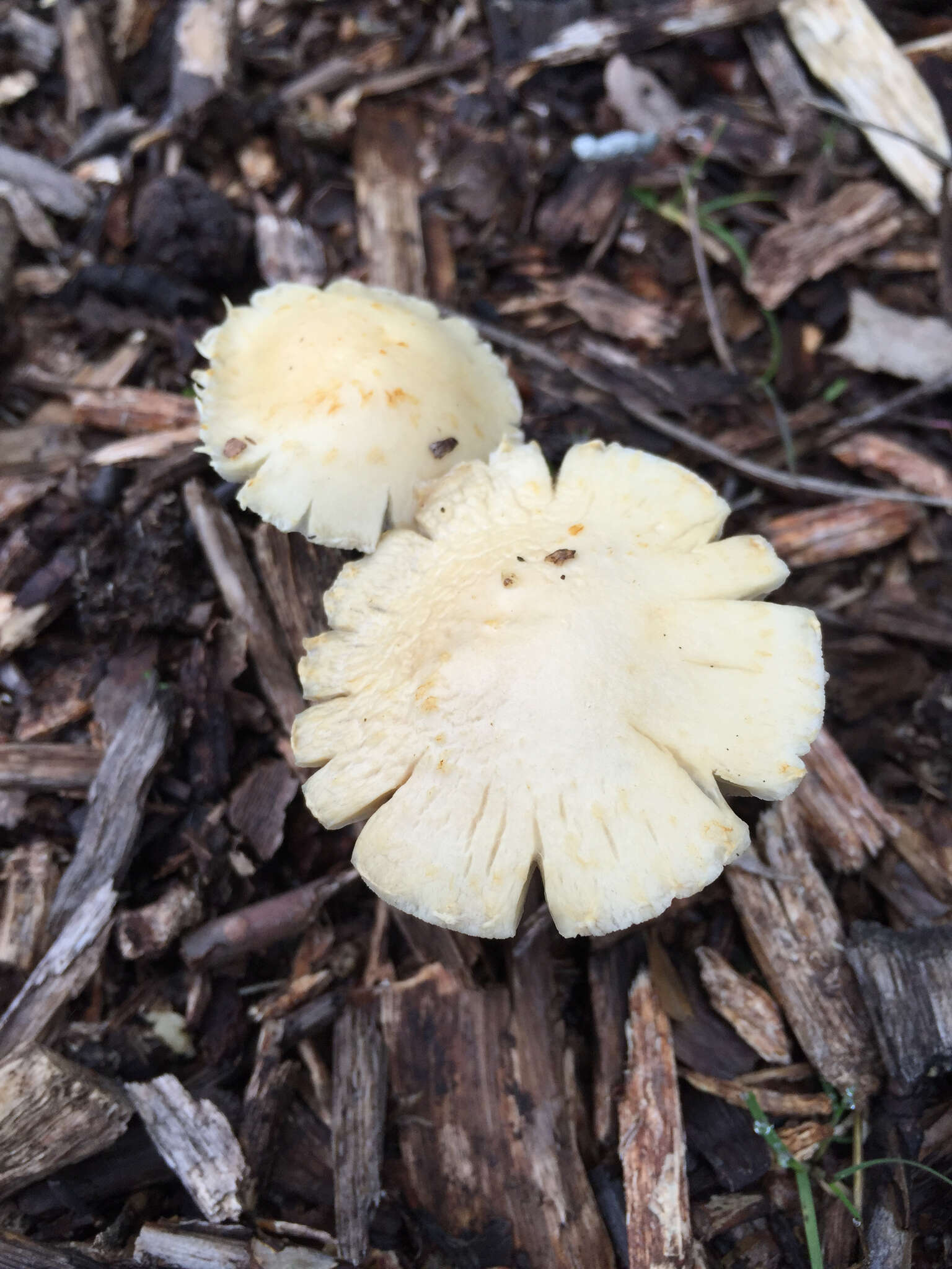 Image de Leratiomyces percevalii (Berk. & Broome) Bridge & Spooner 2008