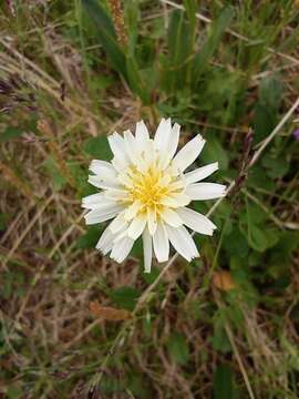 Image of Taraxacum arcticum (Trautv.) Dahlst.