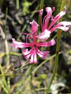 Image of Tritoniopsis ramosa (Klatt) G. J. Lewis