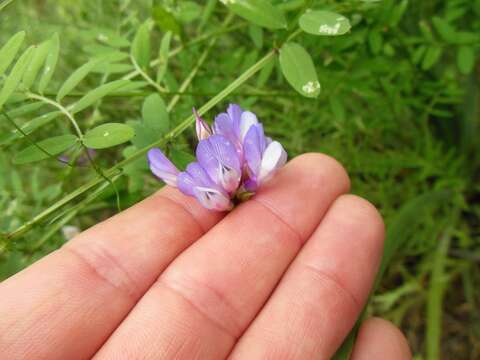 Vicia americana Willd. resmi