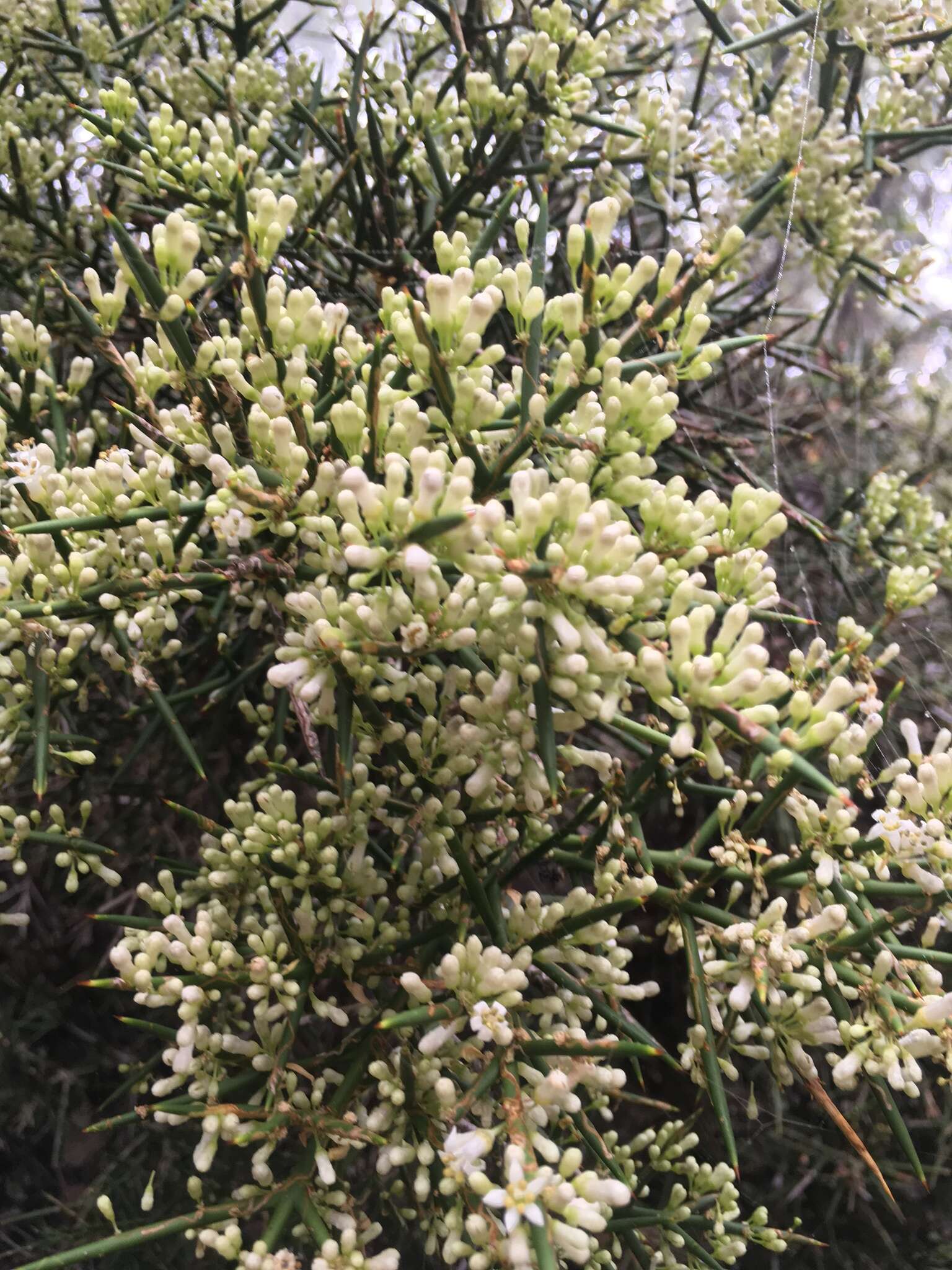 صورة Colletia hystrix Clos