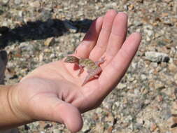 Image of Texas Banded Gecko