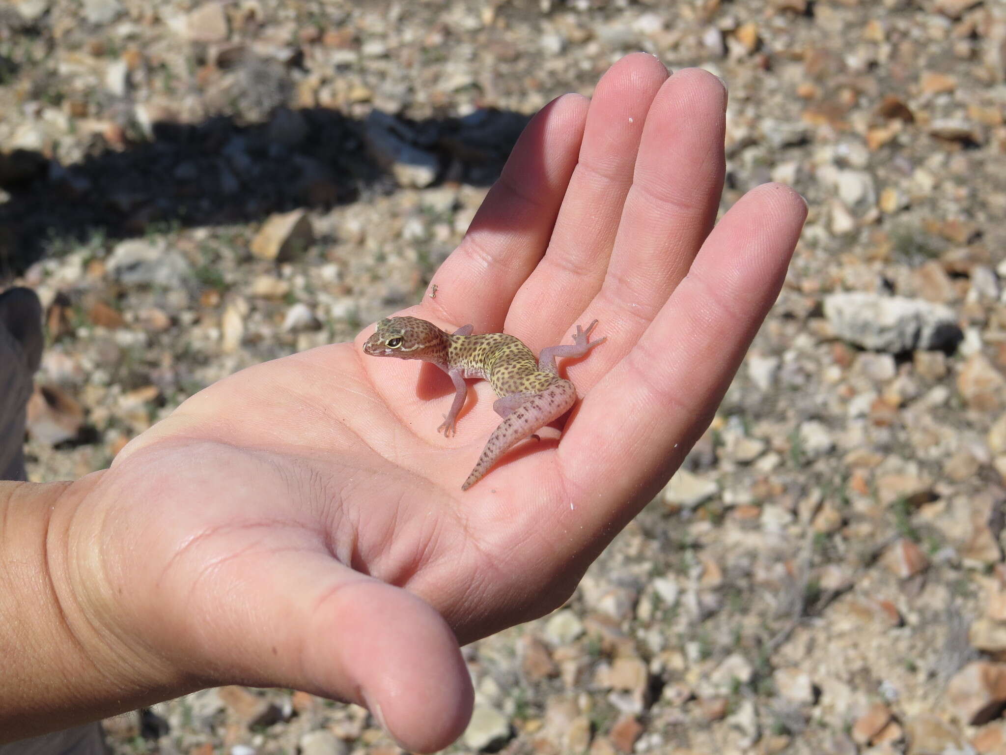 Image of Texas Banded Gecko