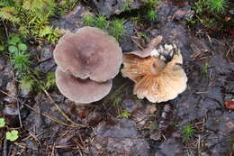 Image of Lactarius flexuosus (Pers.) Gray 1821