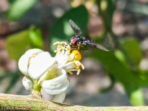 صورة Ocyptamus dimidiatus (Fabricius 1781)