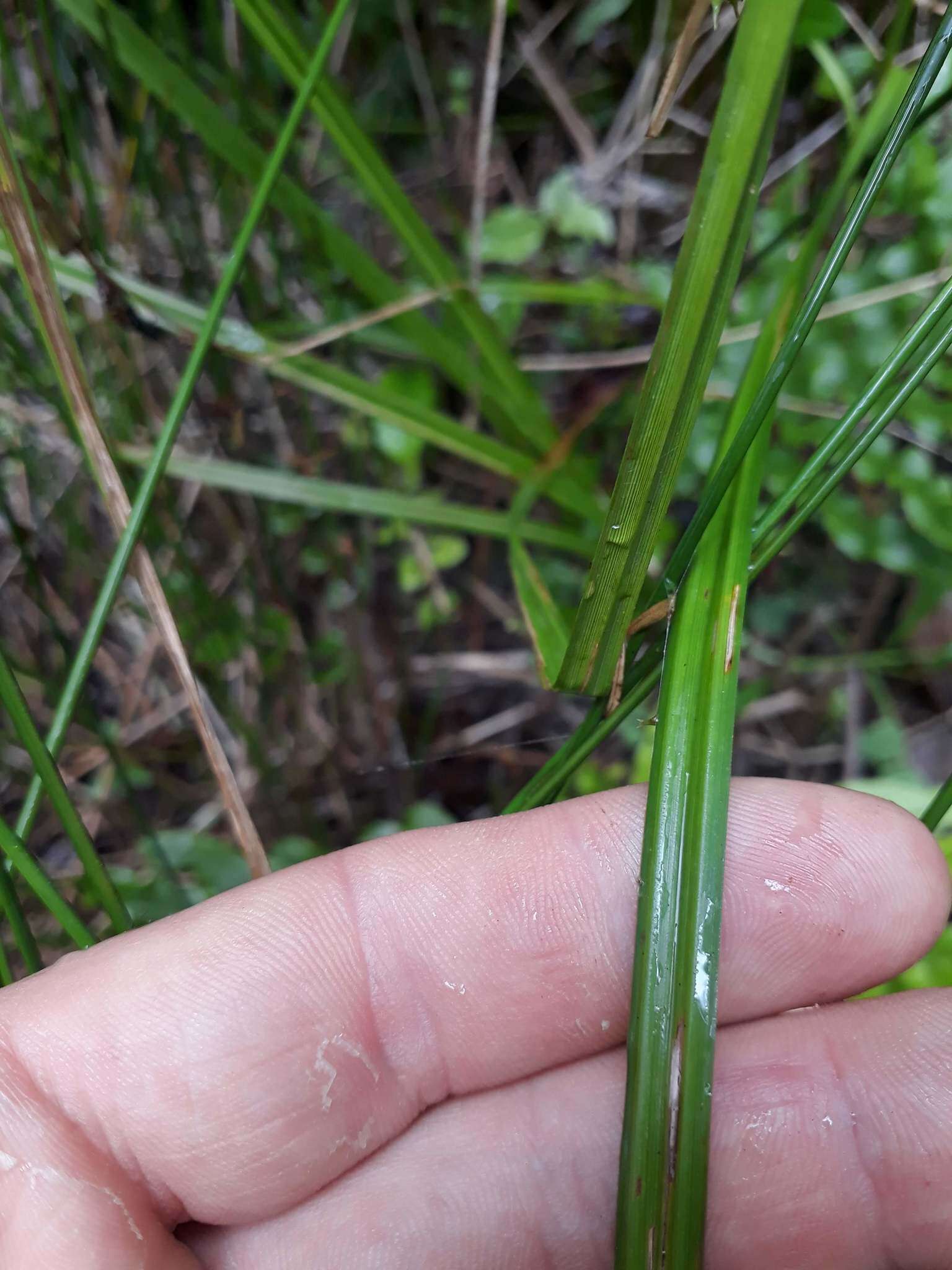 Sivun Carex maorica Hamlin kuva