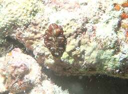 Image of Elegant flatworm