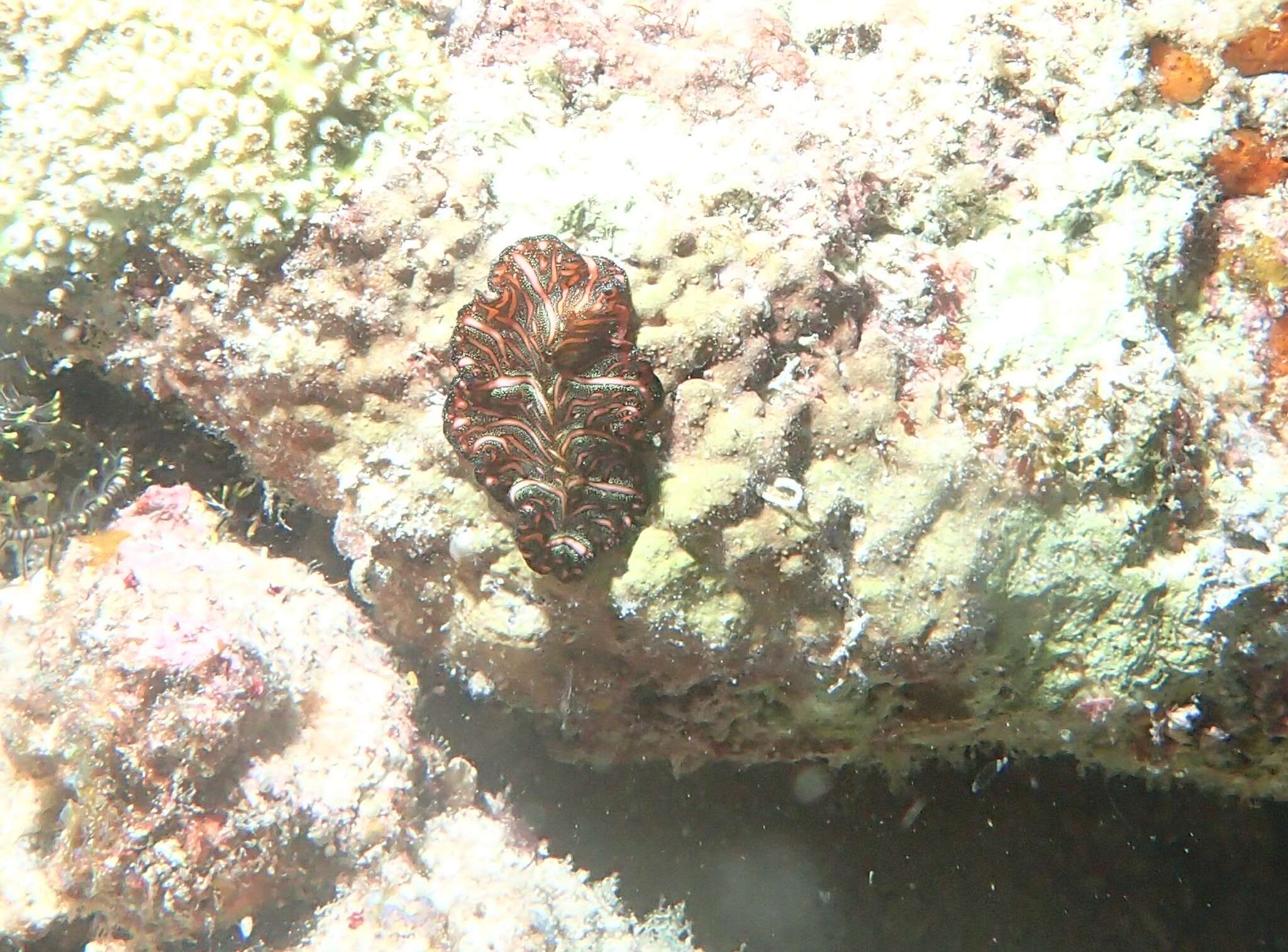 Image of Elegant flatworm