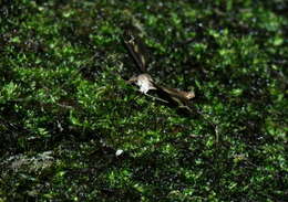 Image of Tipula (Yamatotipula) caloptera Loew 1863