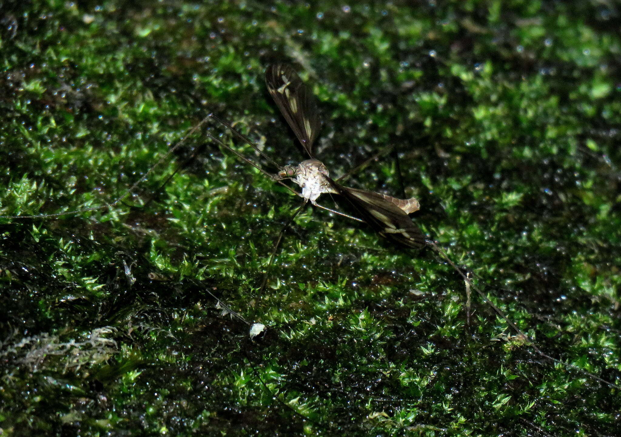 Image of Tipula (Yamatotipula) caloptera Loew 1863
