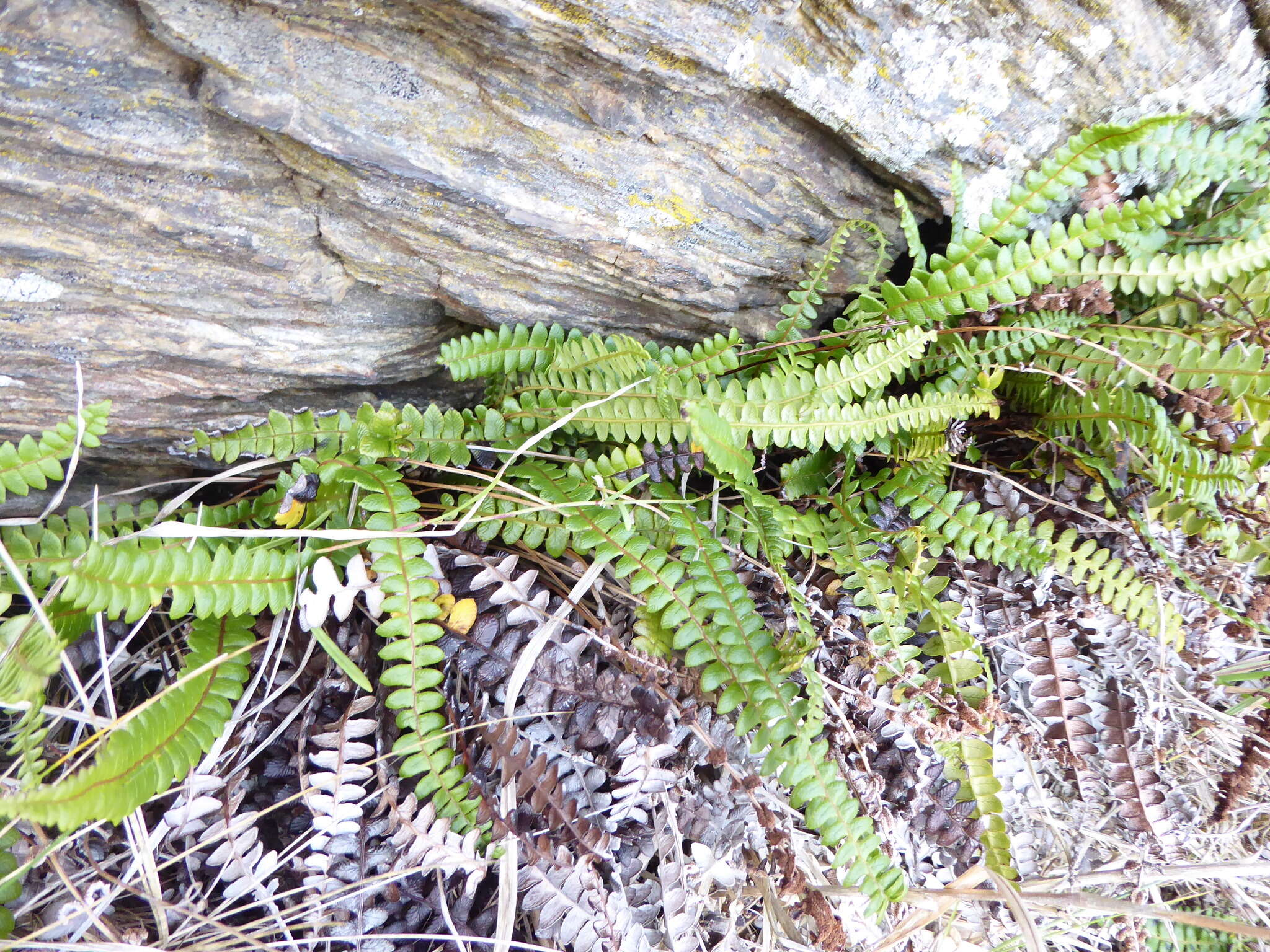 Image de Austroblechnum penna-marina subsp. penna-marina