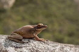 Image of Boana albopunctata (Spix 1824)