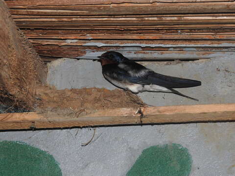 Hirundo lucida Hartlaub 1858 resmi